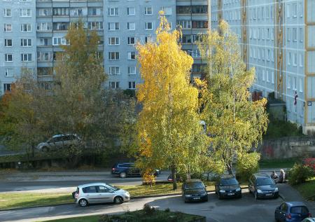 В Москве раньше срока начала цвести берёза