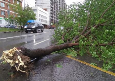 Дерево рухнуло на автомобиль, стоящий в пробке на ТТК в Москве