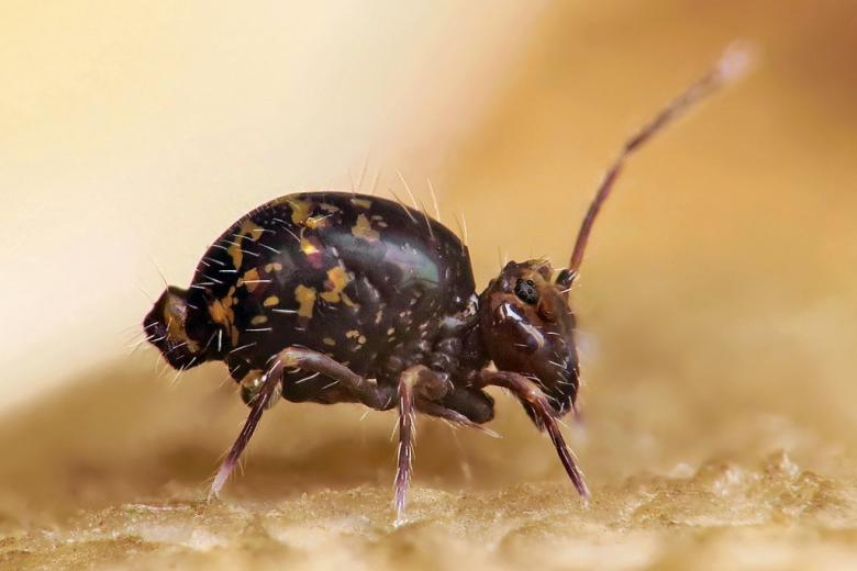 Ptenothrix leucostrigata