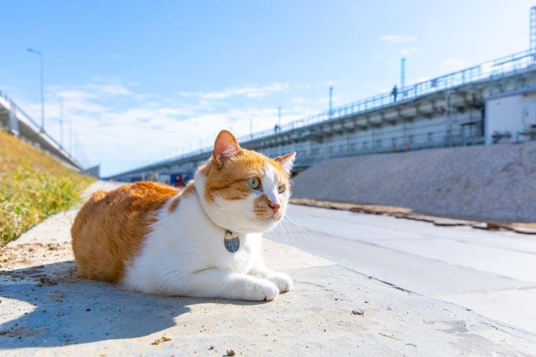 Кот Мостик