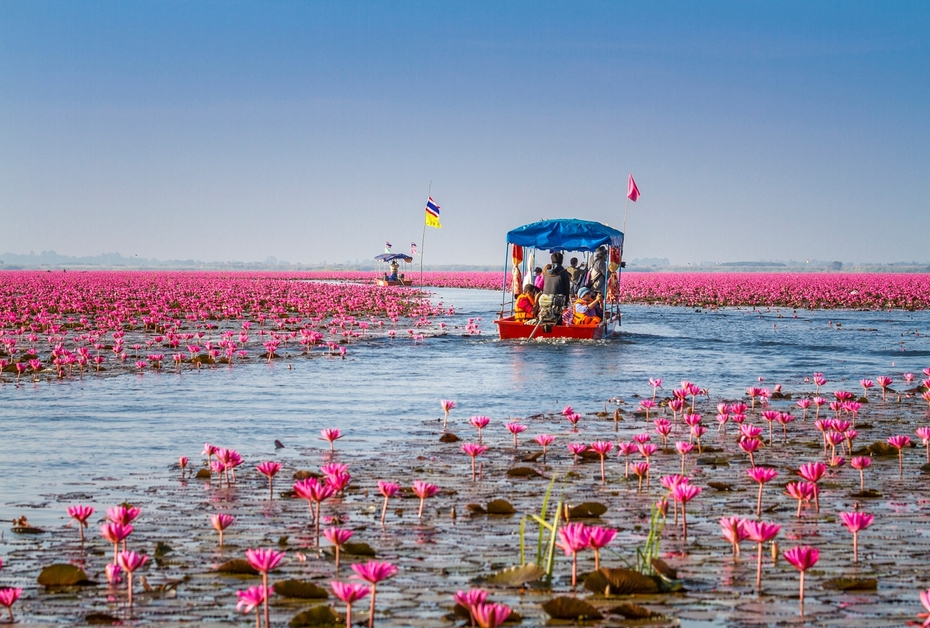 Red Lotus sea 