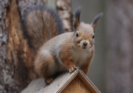 Фаза Луны сегодня, 23 декабря: кормим белок, бережем деньги, рыбачим