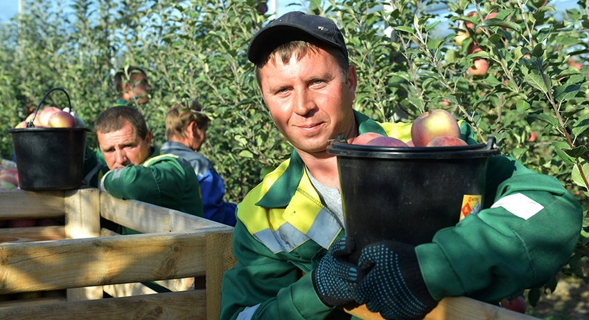 На сельхозпредприятии гордятся выращенной продукцией