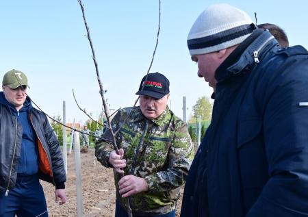 «Коля, глубоко не копай»: Лукашенко научил сына сажать яблони на субботнике