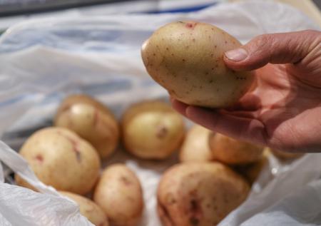 Россиянам рассказали о смертельно опасном яде в зелёном картофеле