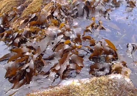 Биологи подавили коронавирус при помощи водорослей