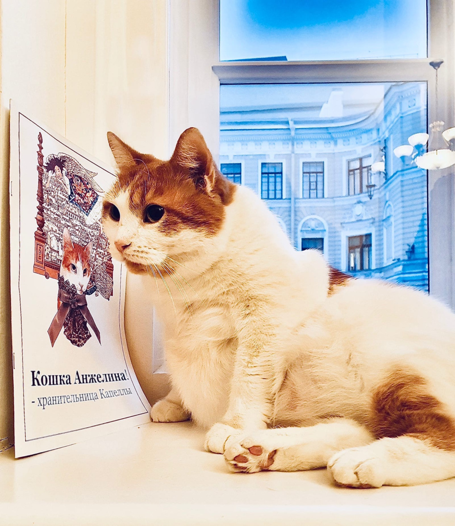 Кошка Анжелина — хранительница Капеллы