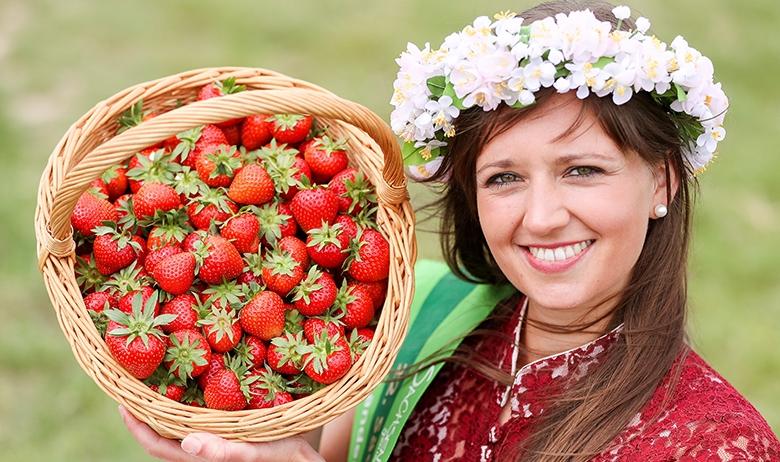 Сбор урожая клубники в Саксонии