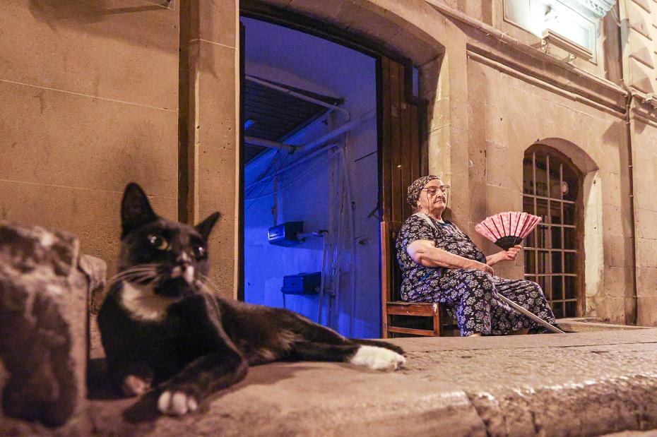 Кошка на улице Баку
