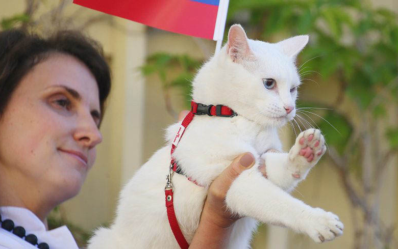 Кот-предсказатель Ахилл