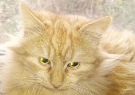 Беженка из Мариуполя потеряла кота в Сибири по пути в Находку