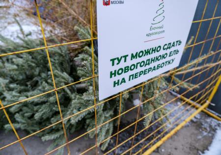 Россиянам объяснили, как без нервотрепки собрать иголки от новогодней ели