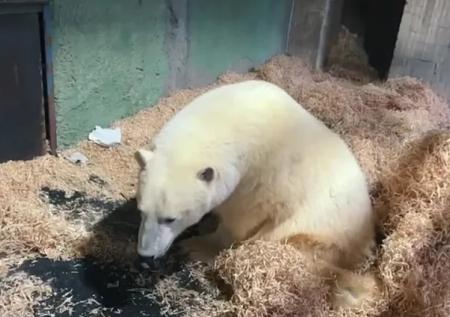 Спасенный мишка Диксон сделал первые шаги до бассейна и попал на видео